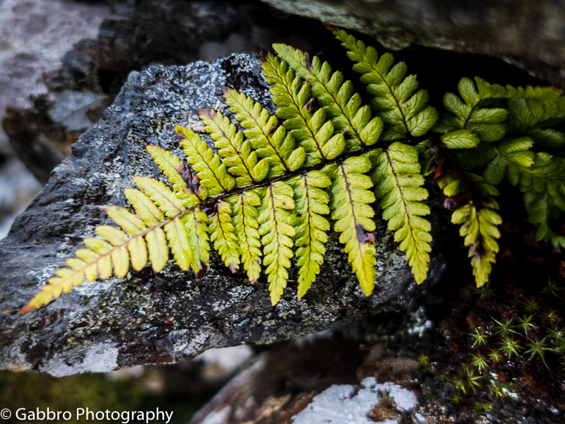 The noticed leaf