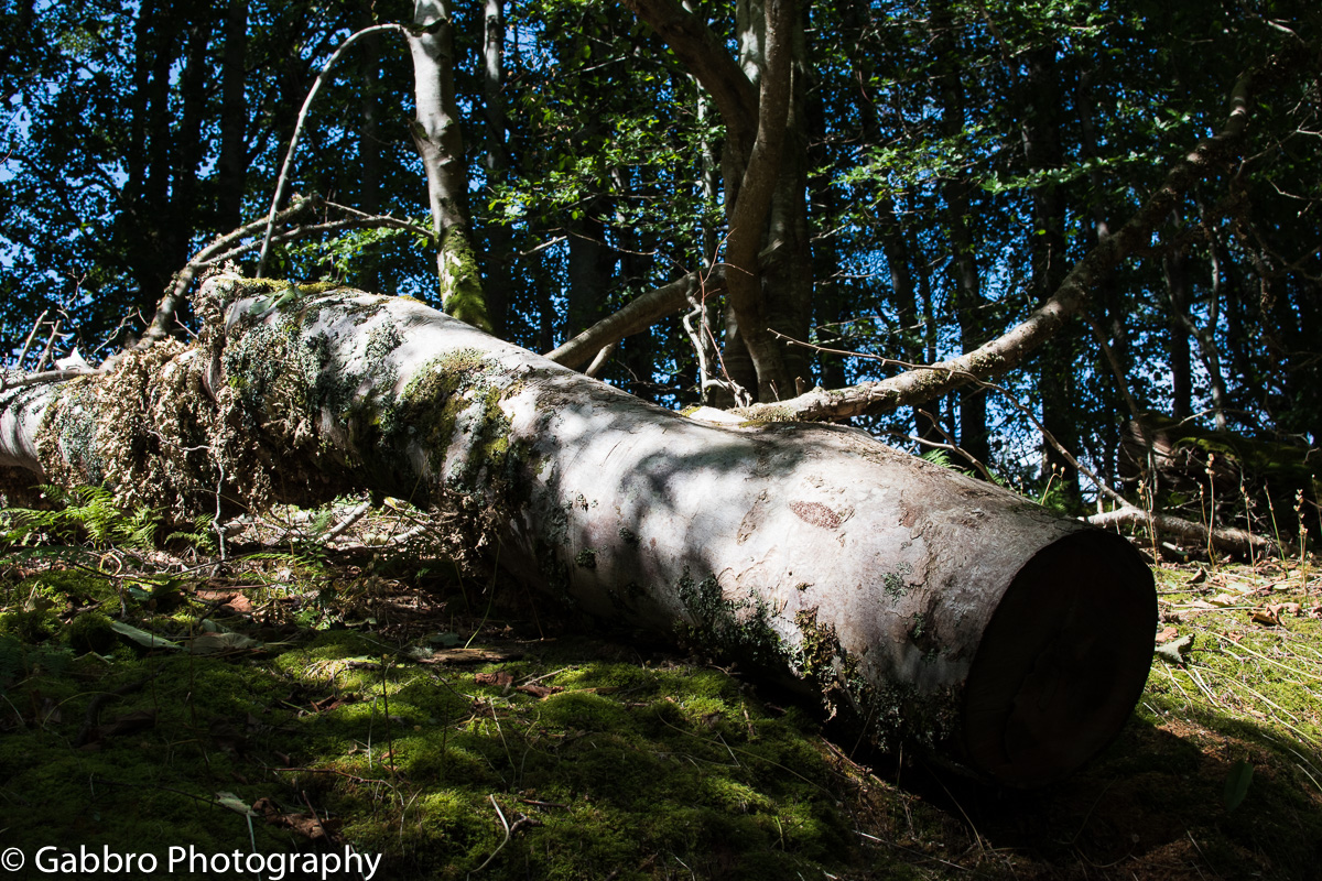 Relaxing trunk