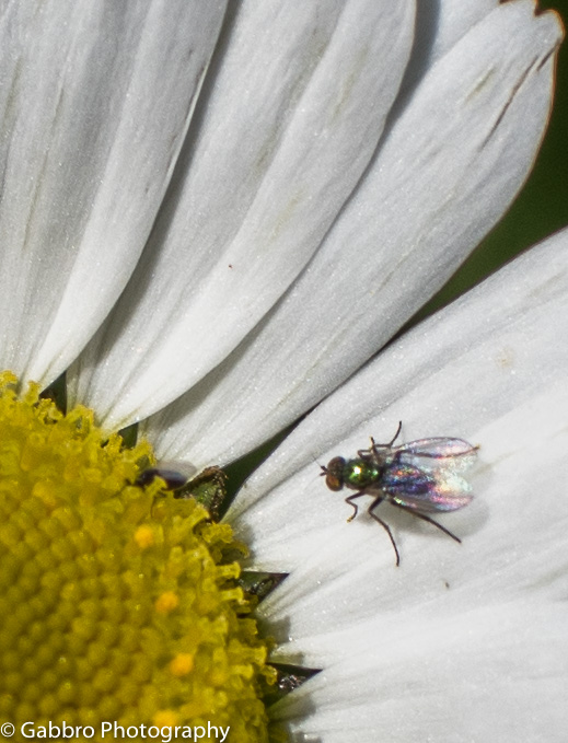 Summer visitor