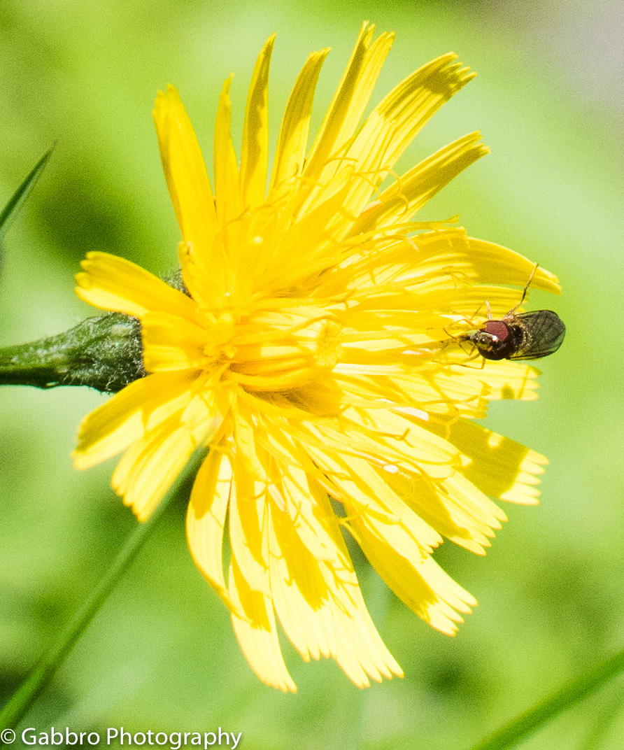 Summer visitor