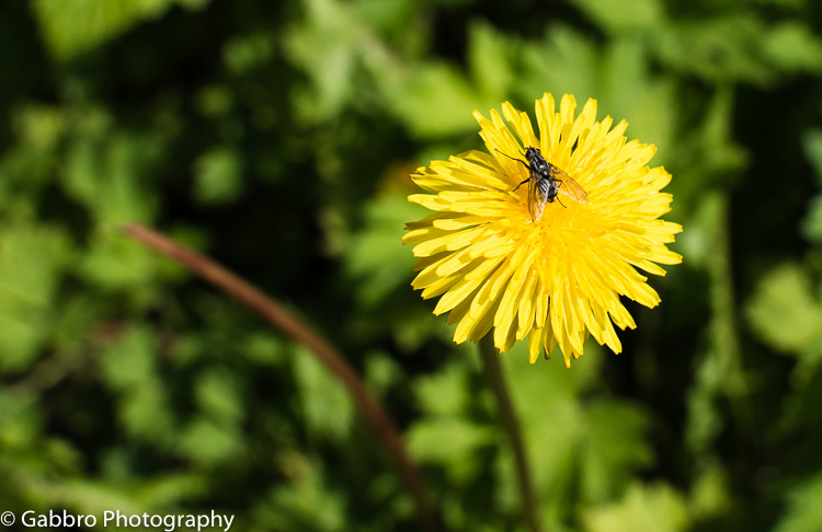 Summer visitor